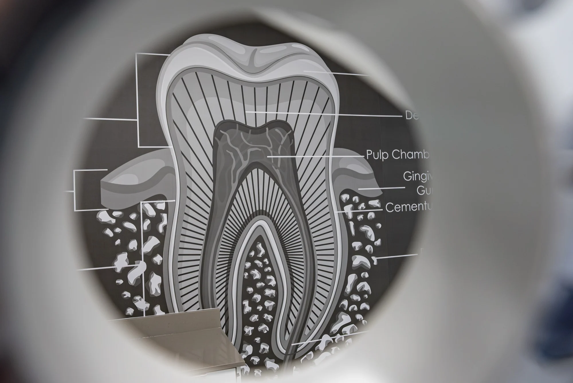 Anillo Dentistry — The tooth anatomy graphic seen through a dental magnifying lens